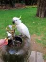 braaf vogeltje :D