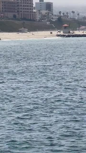 Dolfijnen op het strand