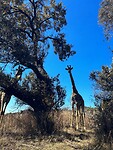 IMG_2168