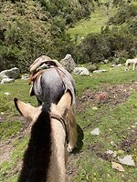 En maar kijken naar de kont van het paard