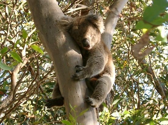 Koala beer in eucalyptusboom | Foto | Marc Veldhoven’s reisblog