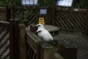 _MG_9744-550