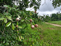 Onbekend fruit langs de Paloeloeweg