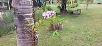 Orchideeën bloeien aan de palmboom