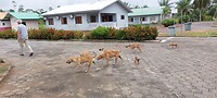 Honden op pad.....