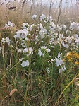 Witte bloemen
