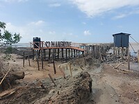 I love mangrove