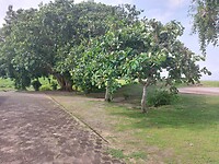 De bomen bij de crematie plaats