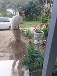 Poes heeft een mooi plekje