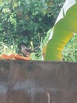 Vogelontbijt 3, donderdagmorgen