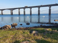 De brug naar Öland