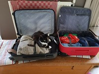 Max wil mee op reis.