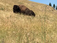 Charlo, National Bison range