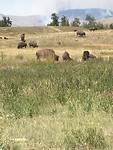 Charlo, National Bison range