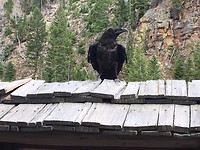 Yellowstone