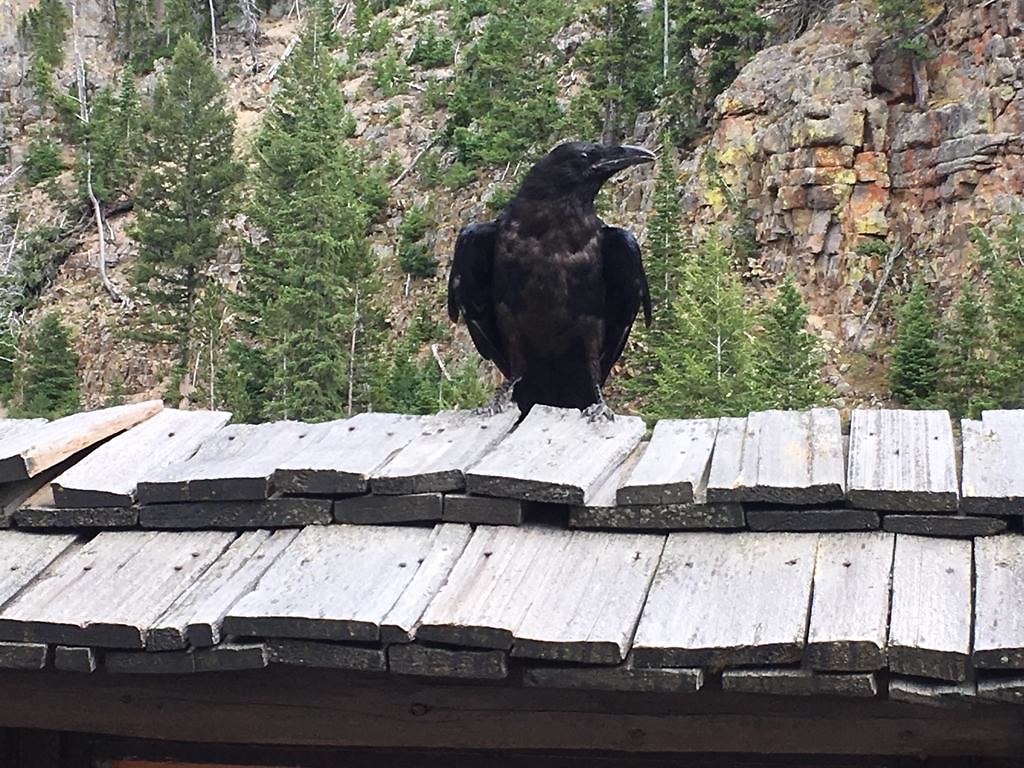 Yellowstone