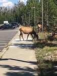 Yellowstone