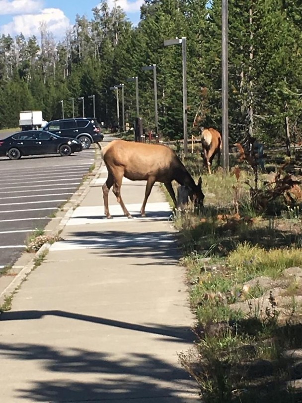 Yellowstone