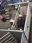 Rodeo Cody