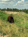 Bear Country USA