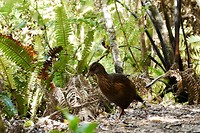 Weka