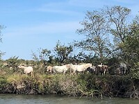 Paarden in de Camarque
