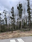 IMG_0438