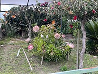 IMG_0440