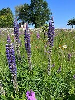 IMG_1051