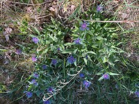 IMG_1074