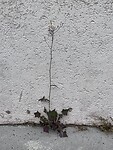 IMG_1206