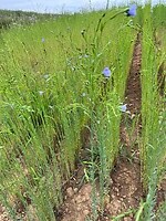 IMG_1272