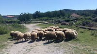 "makke" schapen zonder herder