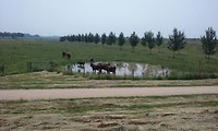Buffels