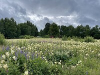 Veel bloemen