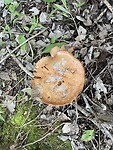 Veel paddenstoelen hier. Deze heeft wel wat van een crème brûlée