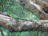 Leguaan