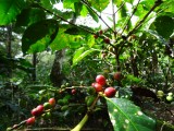 Koffiebonen