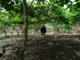 Tussen de passievruchtplanten doorkruipen