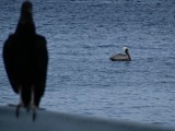 Gier en Pelikaan