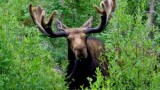 eland