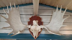 Eland