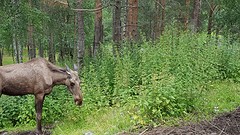 ELAND