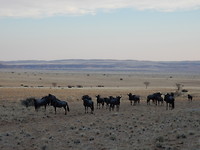 Gnoe's Wildebees
