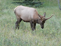 Elk
