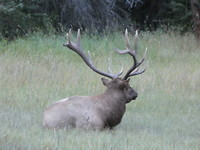 Elk