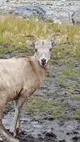 Bok