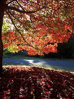 Fall "Indian summer".