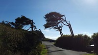 Kalaloch
