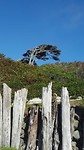 Kalaloch